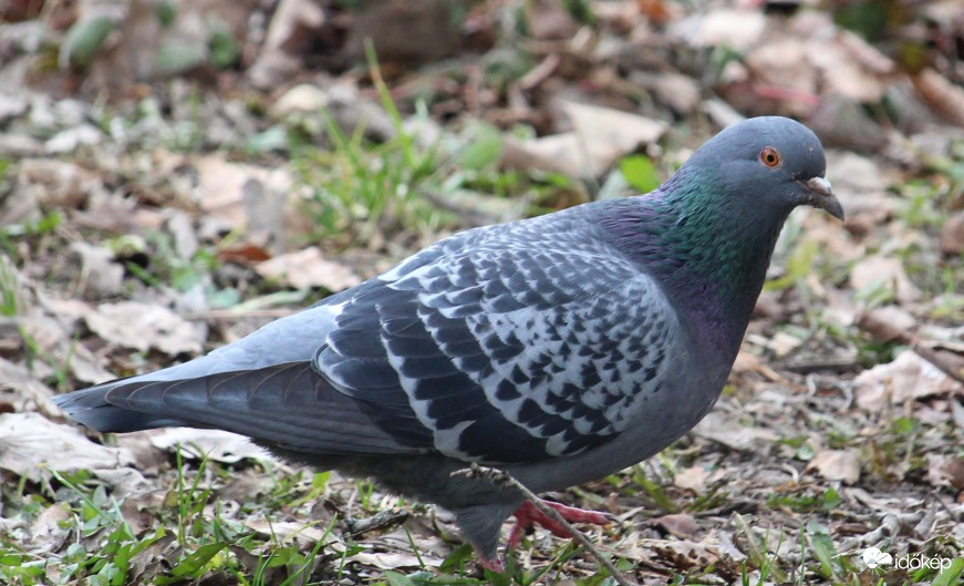 Örvös galamb szép ruhában