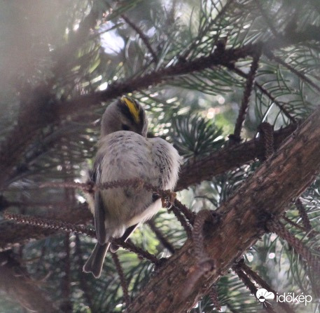 Láttatok már tollászkodó sárgafejű királykát? II.