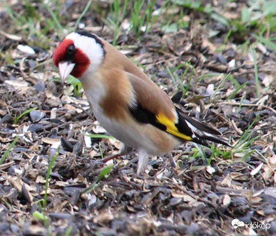 Hogy mondtad?!- tengelic