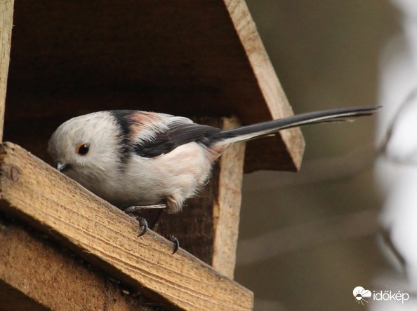 Őszapó, mostanában sokszor az etetőn