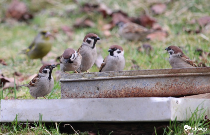 Verebek a helyi ivóban 