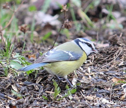 Ha keresek, találok! - kék cinege