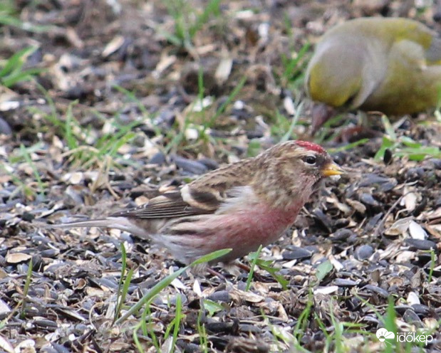 Szín a szürkeségben - barna zsezse