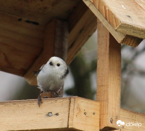 Szevasztok időképesek! - őszapó