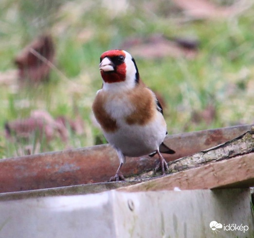 Kis begyest nőnapra ;) - tengelic