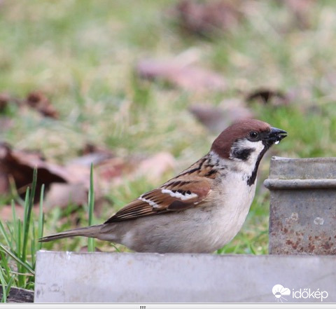 Erre inni kell! - mezei veréb