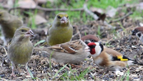 Hétvégi falatozások - tengelic, zöldikék, veréb