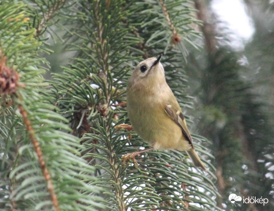 Sárgafejű királyka