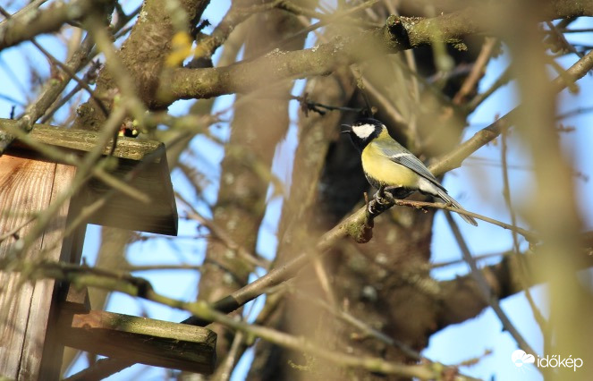 Széncinege odúnézőben