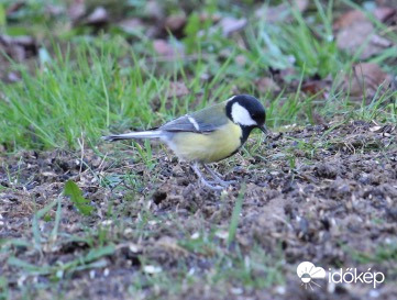 Keresgélő széncinege