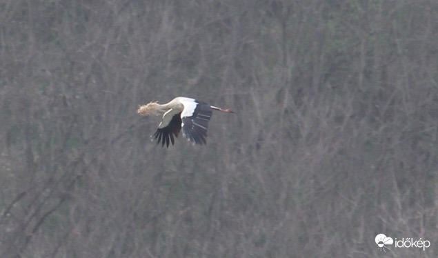 Fészekanyaggal suhanó gólya