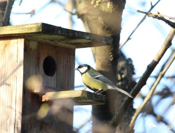 Lakáskeresés széncinke módra 1. 