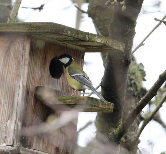 Lakáskeresés széncinke módra 3.