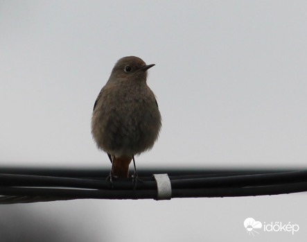 Bolyhos házi rozsdafarkú tojó