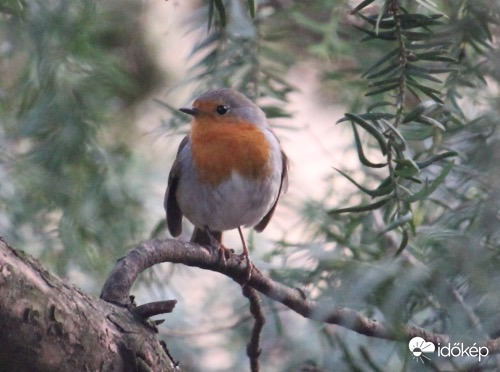 A vörösbegy Budapesten is ugyanolyan, mint Borsod megyében :)