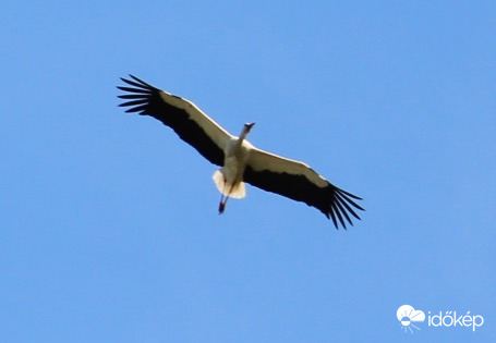 Gólya röpte