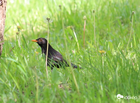 Kertvizsgáló - fekete rigó