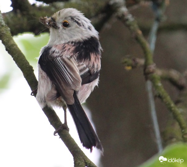 Őszapó finom falattal
