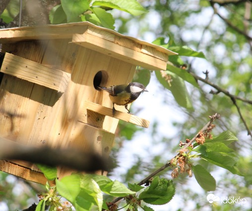 “Kiülök a dombtetőre, innen nézek szerteszét…” - széncinege