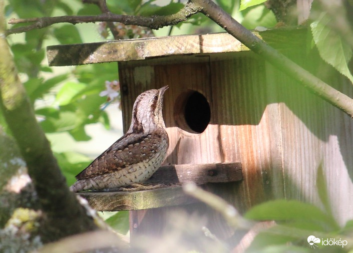 Nyaktekercs odúnézőben 2.