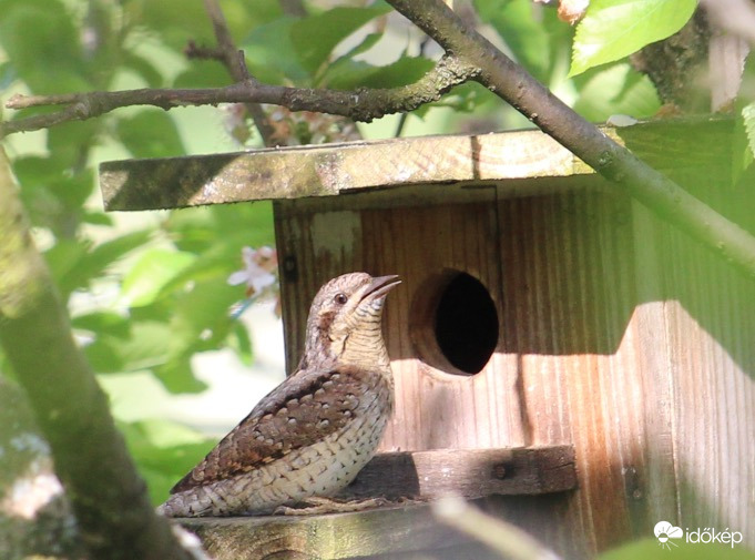 Nyaktekercs odúnézőben 5.
