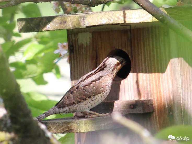 Nyaktekercs odúnézőben 4.