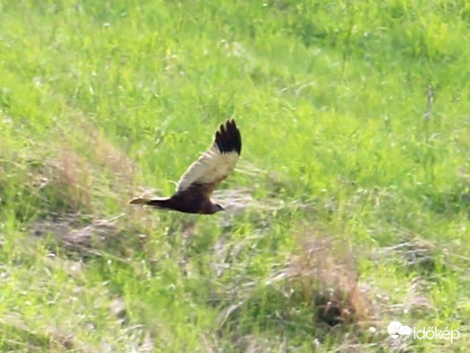 Barna rétihéja hím