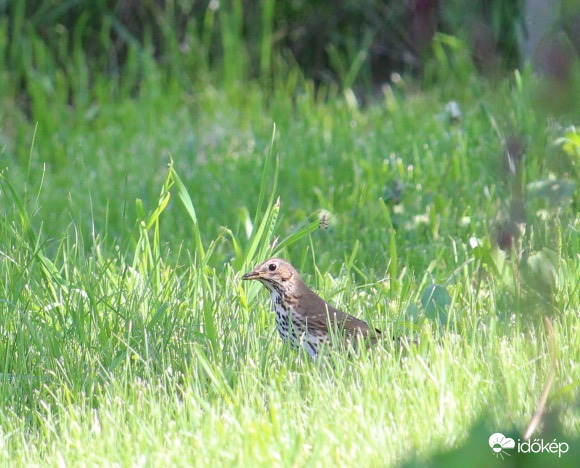 Észrevettél? - énekes rigó