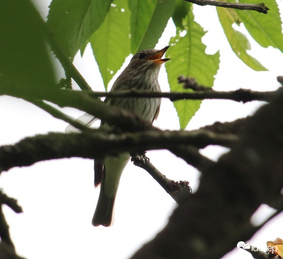 Újonc a kertben-szürke légykapó
