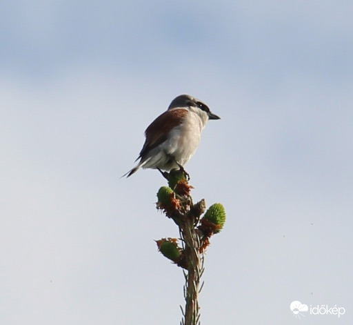 Őr - tövisszúró gébics