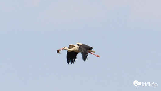 Érkezik a kaja a fiókáknak - fehér gólya