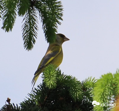 Zöldike, vi-gyázz! Lépés in-dulj!