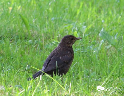 Az egyik ovis a háromból - fekete rigó fióka