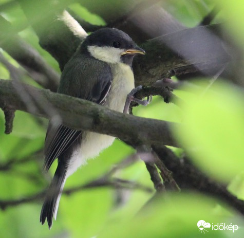 Minicini - széncinege fióka várja a kaját