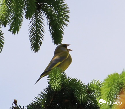 Operában a helye! - áriázó zöldike