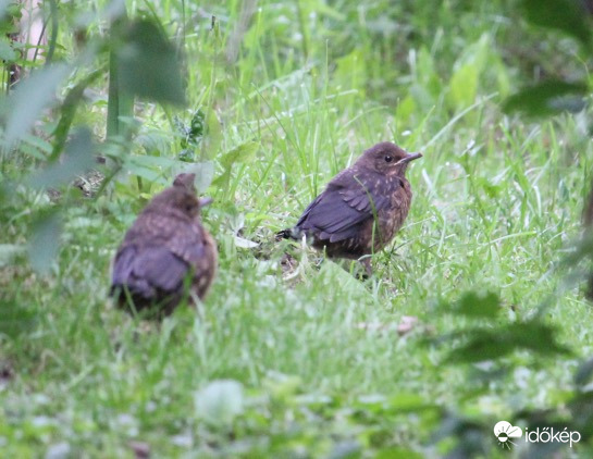 Az ovis tesók - fekete rigó fiókák