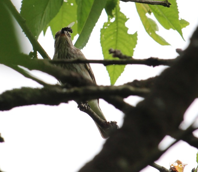 A név kötelez - szürke légykapó