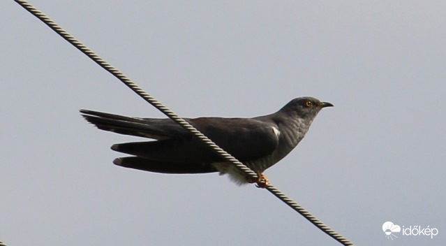 Delet ütött az óra, kakukk, kakukk