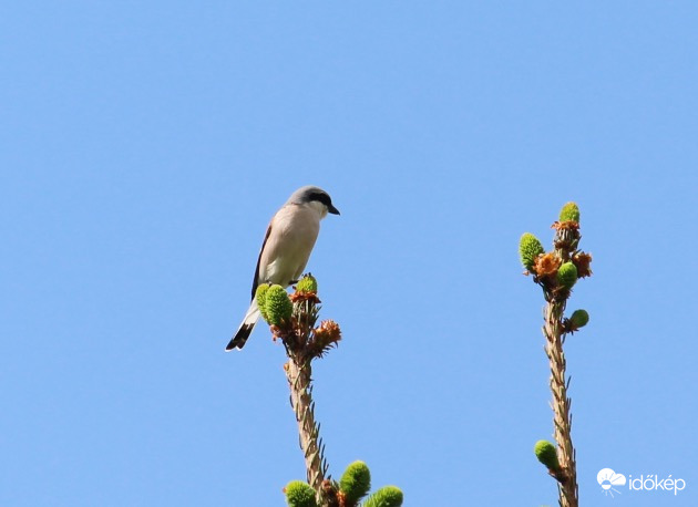 A csúcson - tövisszúró gébics hím