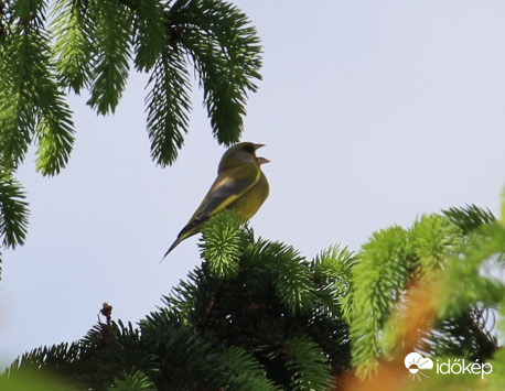 Torka szakadtából - zöldike