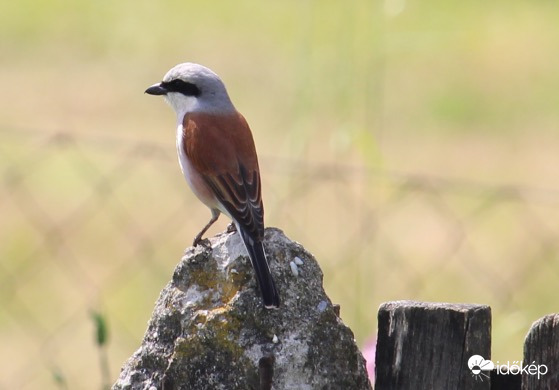 Koncentráló tövisszúró gébics hím