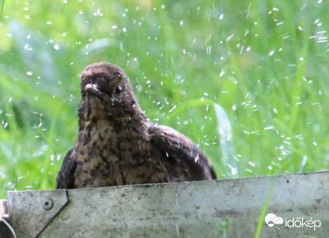 Jaj, úgy élvezem én a strandot…- fekete rigó