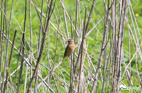 Kis parányi cigánycsuk tojó