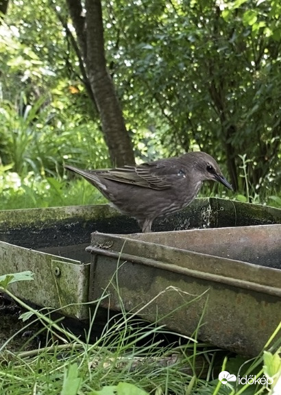 Fiatal seregély fürdőzik