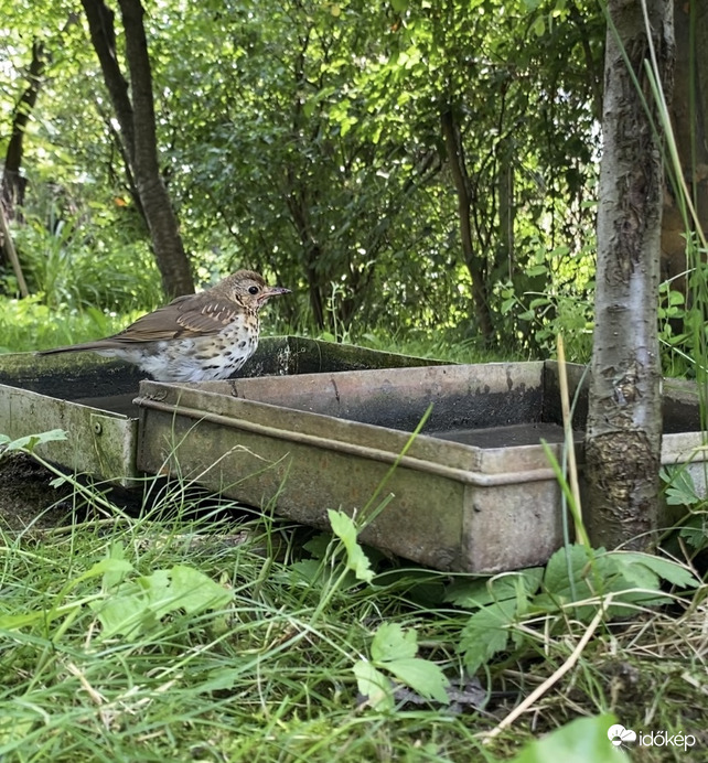 Cuki kis énekes rigó az itatón