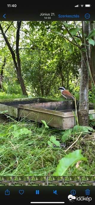 Hím tövisszúró gébics is megszomjazott