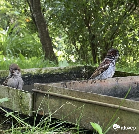 Torzonborz verebek élvezik az itatót