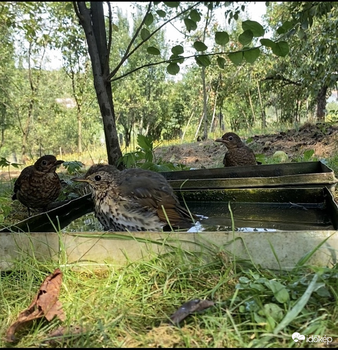Unokatesók a strandon - fekete rigók énekes rigóval