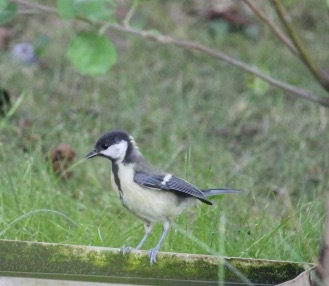 Balettozó mini széncinege