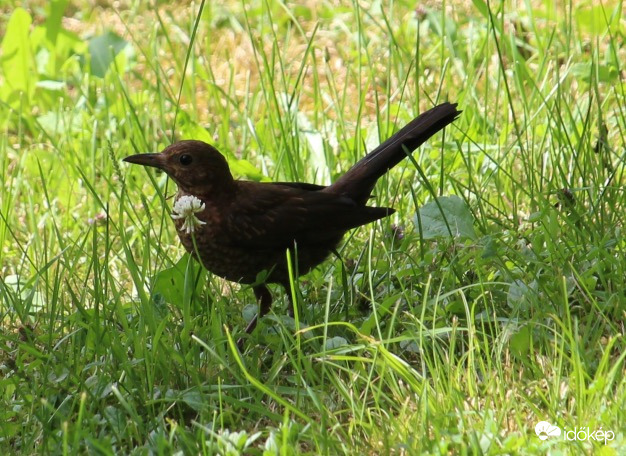 Elvagyok a kertben - fekete rigó